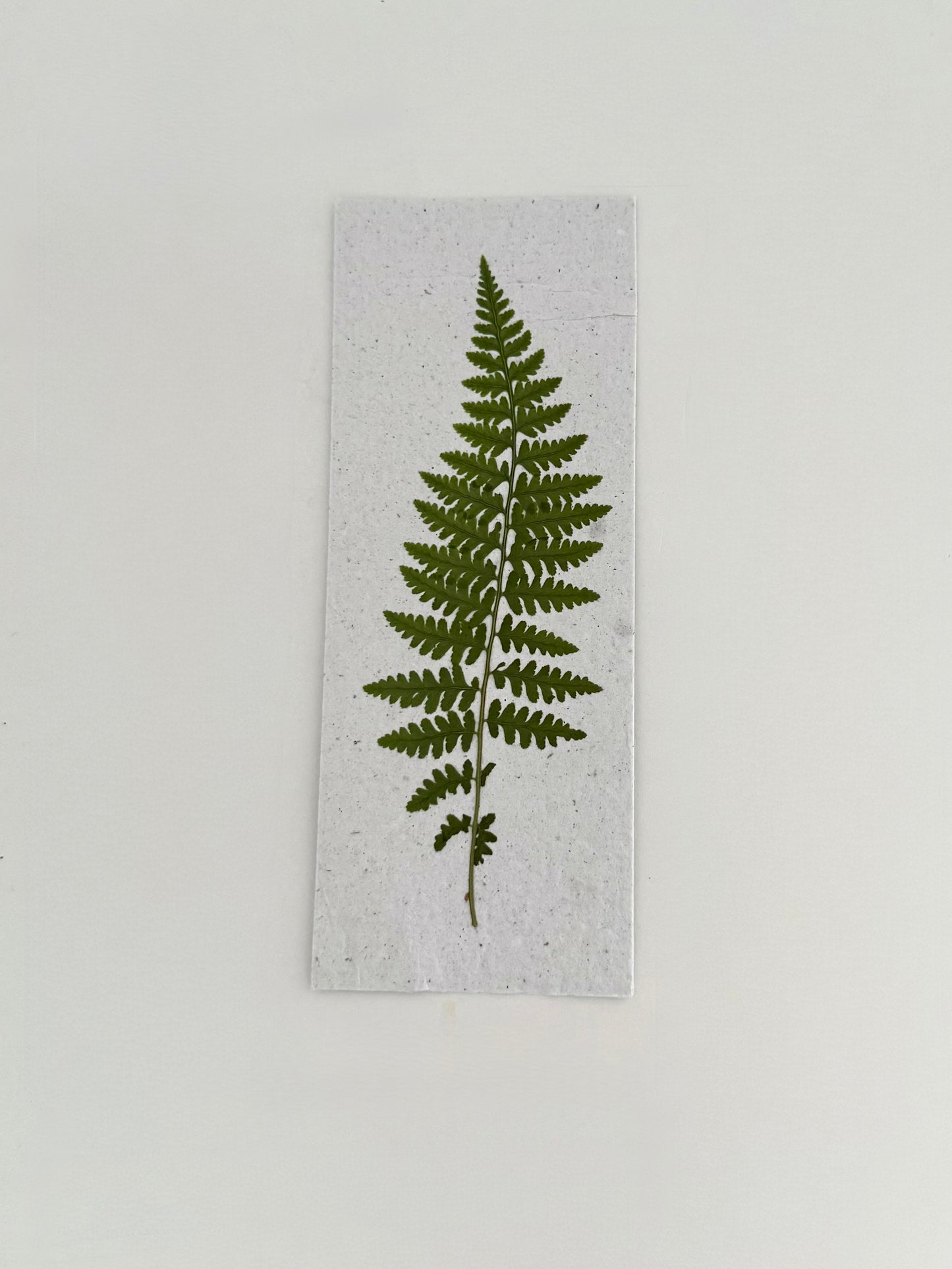 Signet à Planter - Fougère