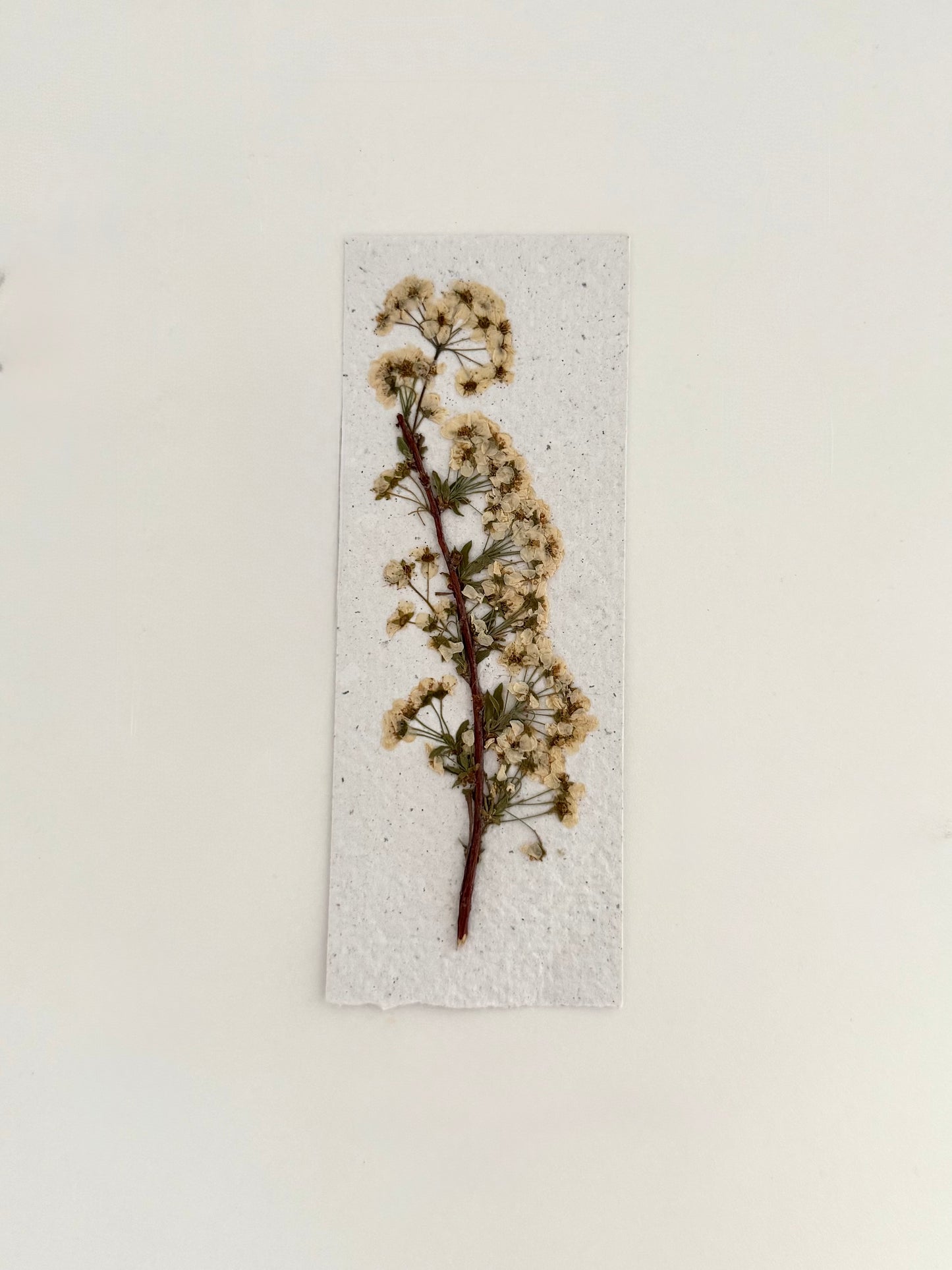 Plantable Bookmark - Spirea