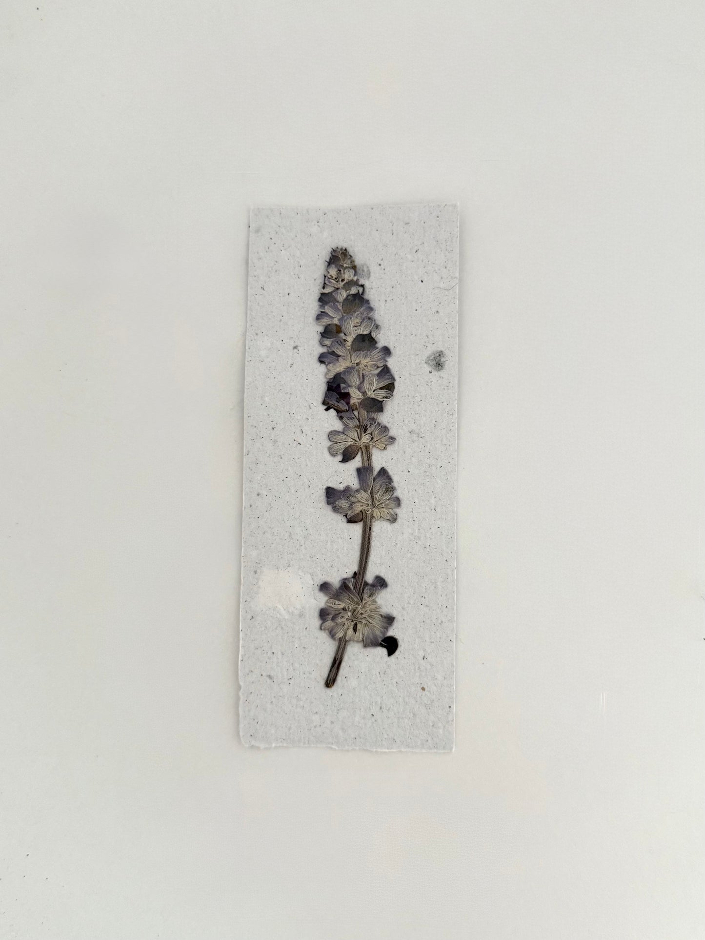 Plantable Bookmark - Bluey
