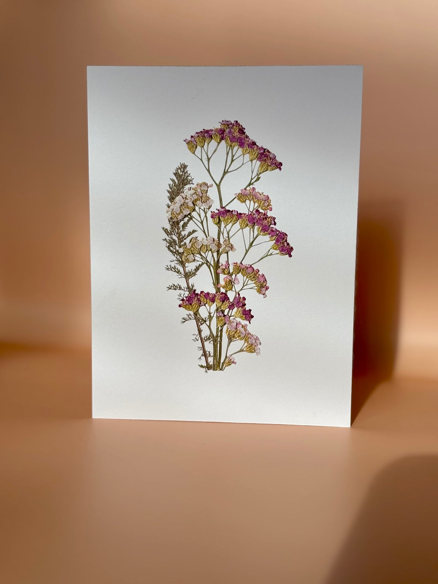 Carte de vœux - Achillée