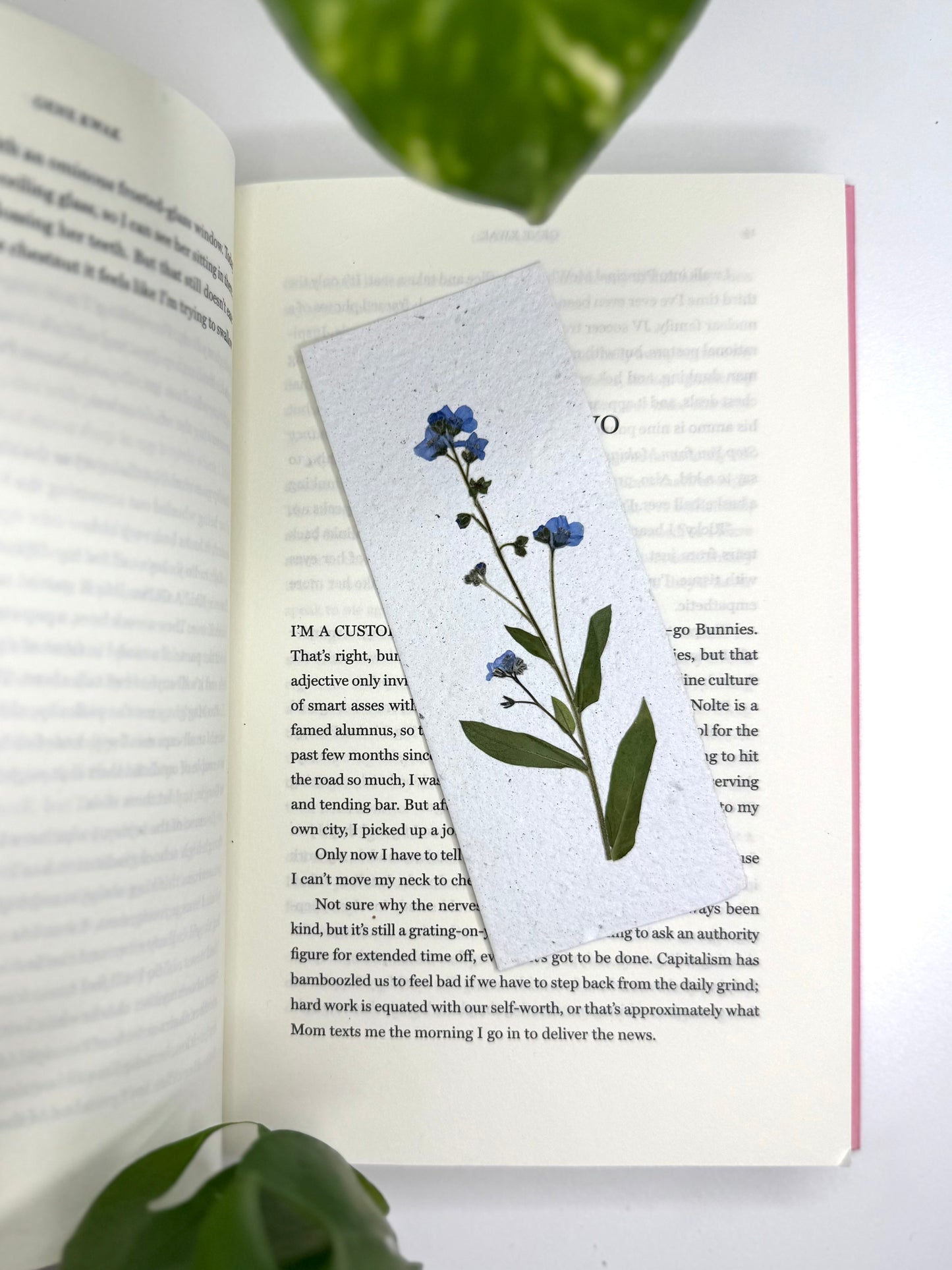 Myosotis - Signet à Planter