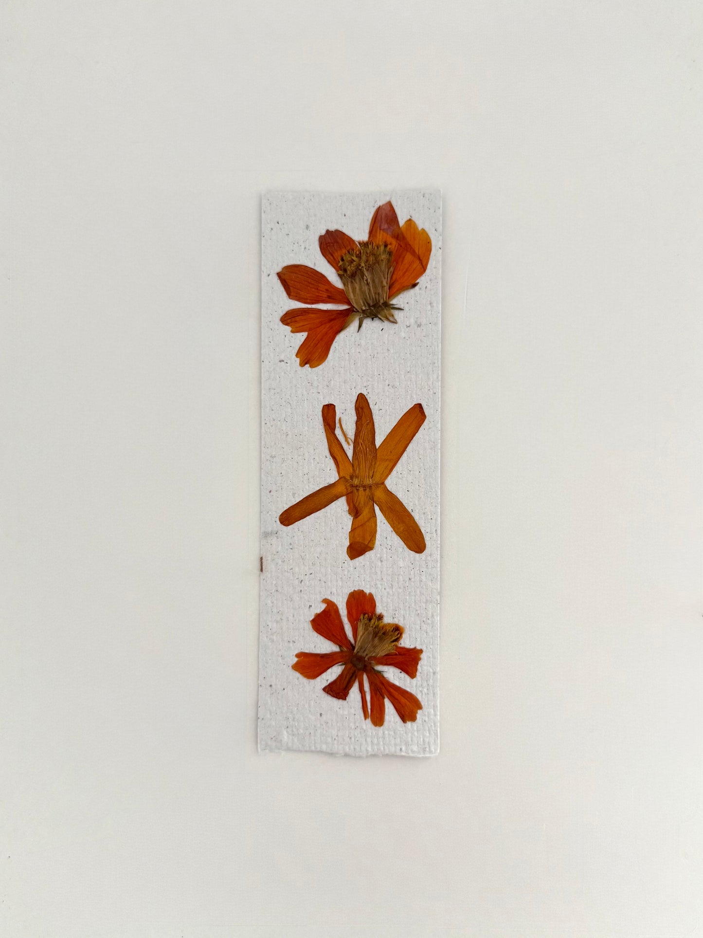 Signet à Planter - Fleurs Oranges