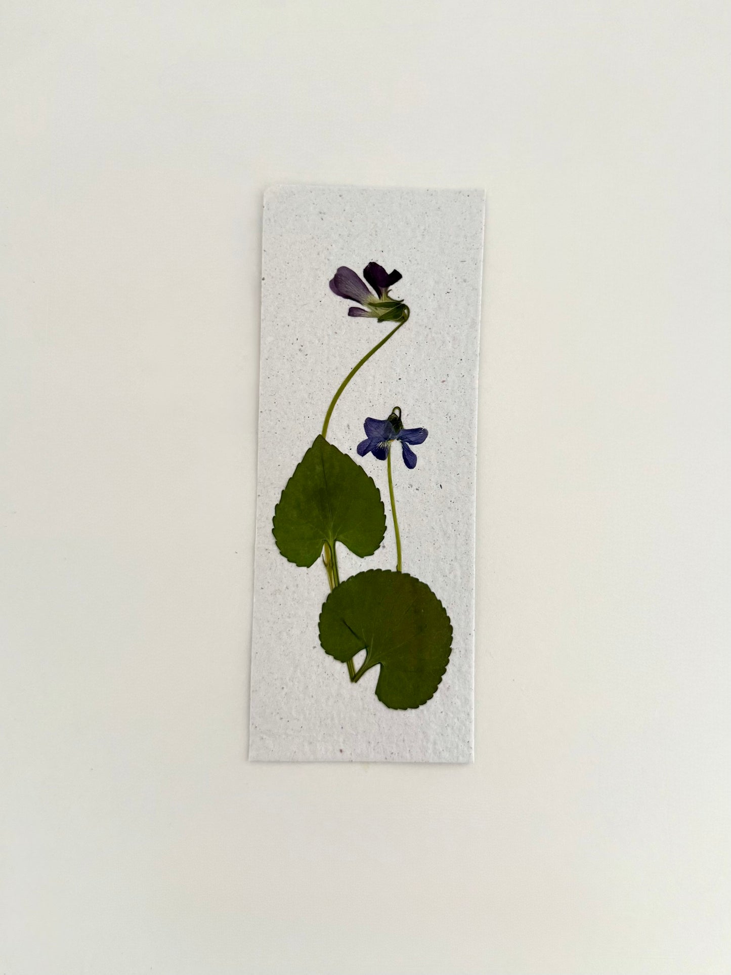 Violettes - Signet à Planter