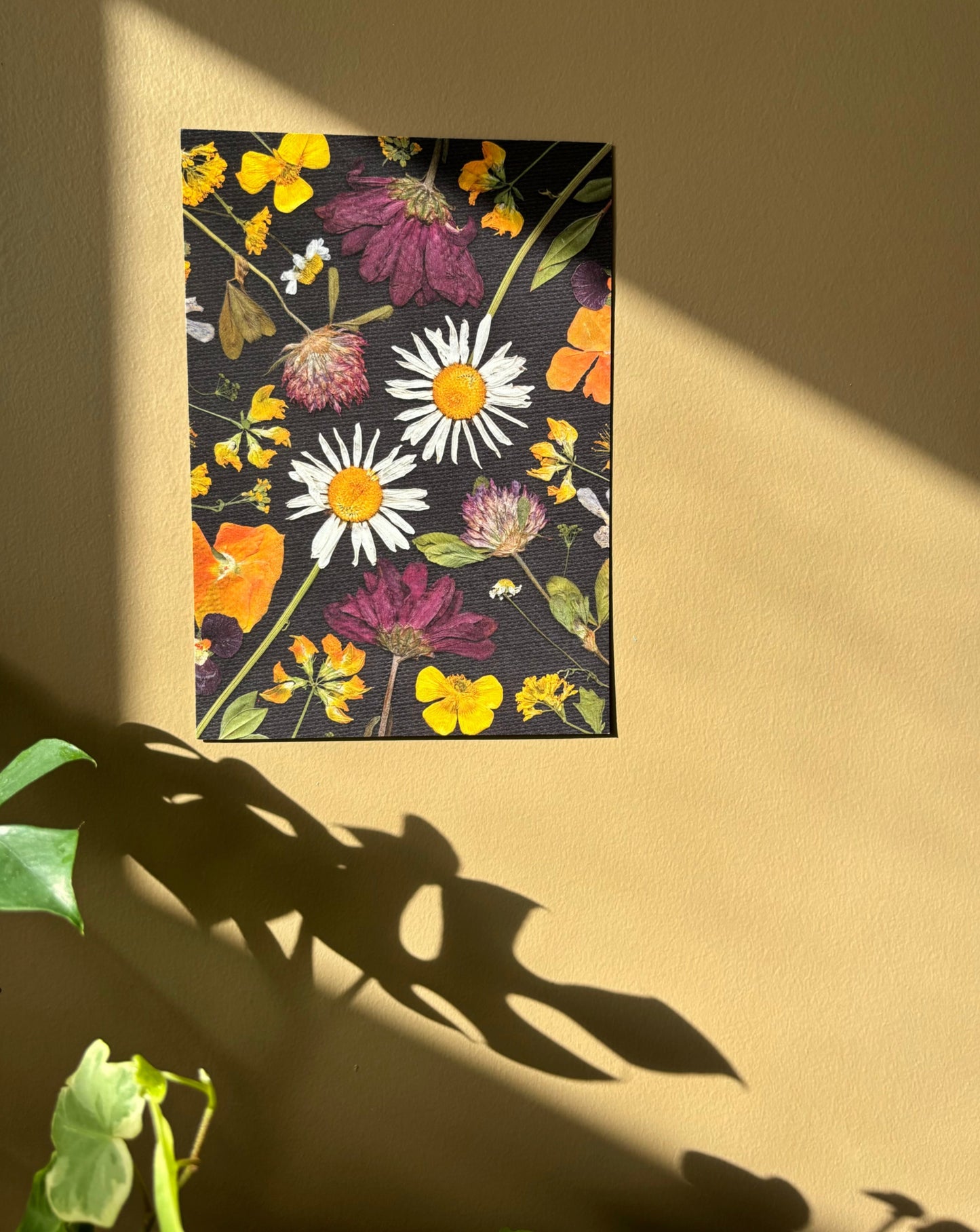 Affiche Florale - Marguerites