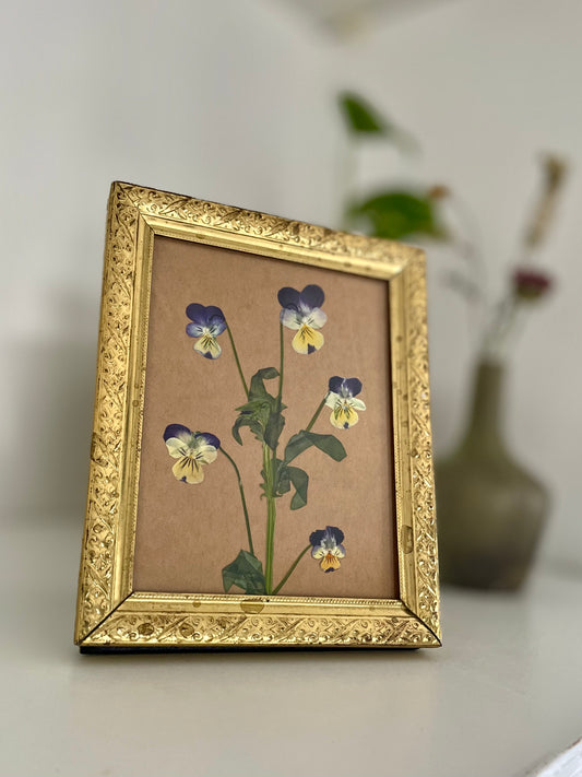 Pansies #2 Pressed Flower Frame