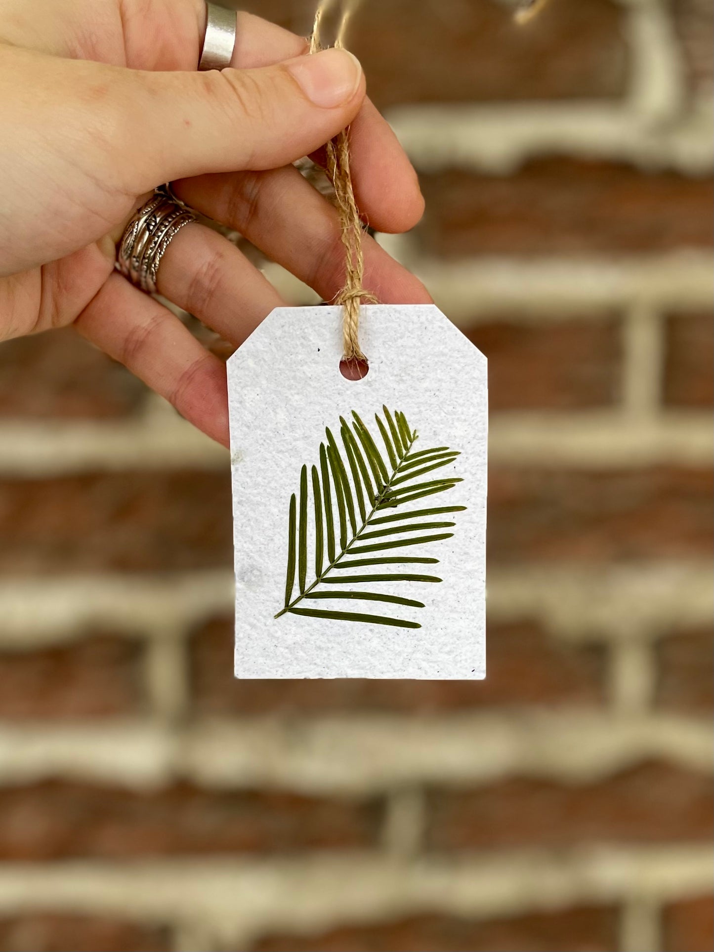 Pressed Conifer Gift Tag