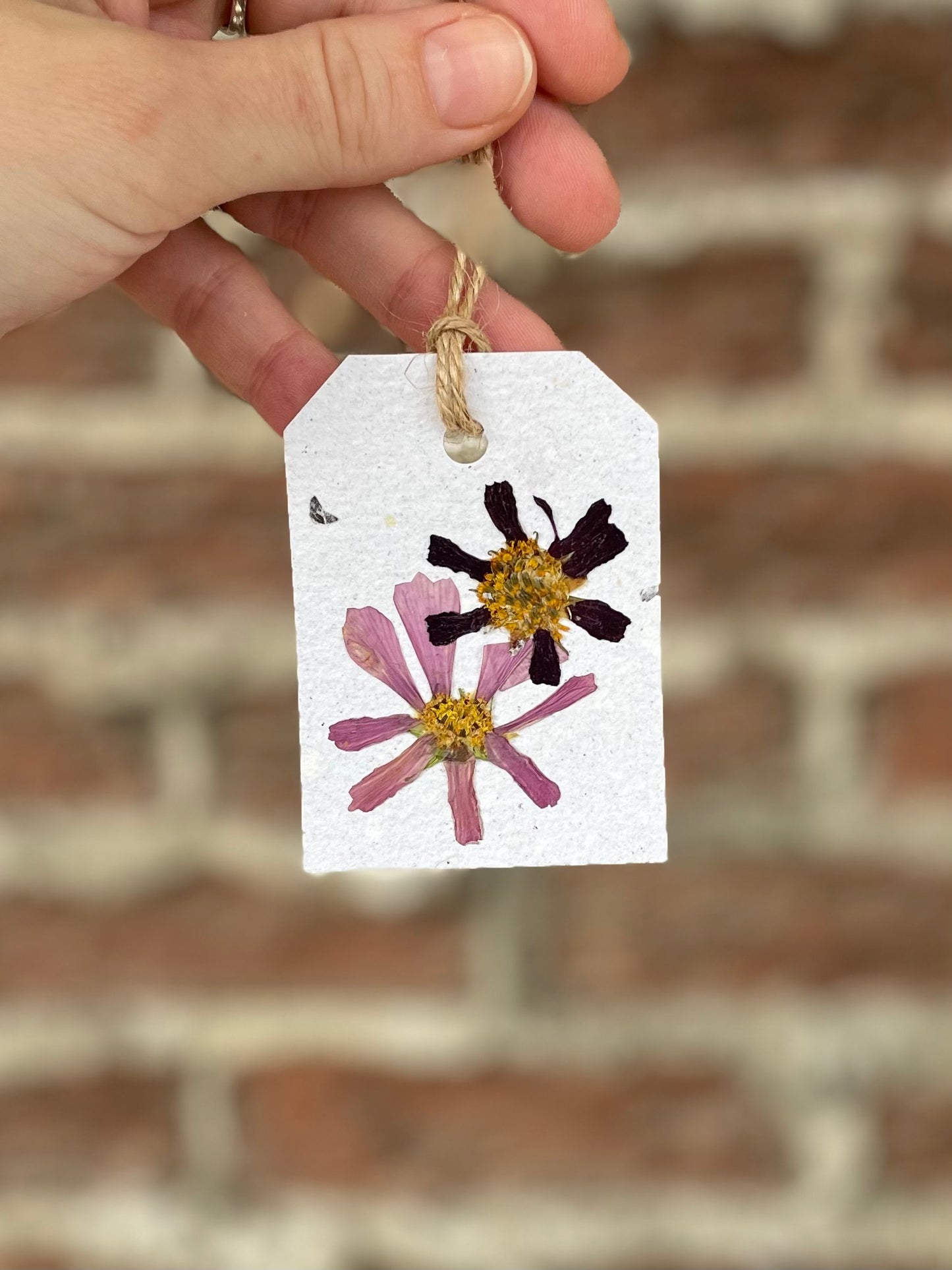 Cosmos #2 Pressed Flower Gift Tag