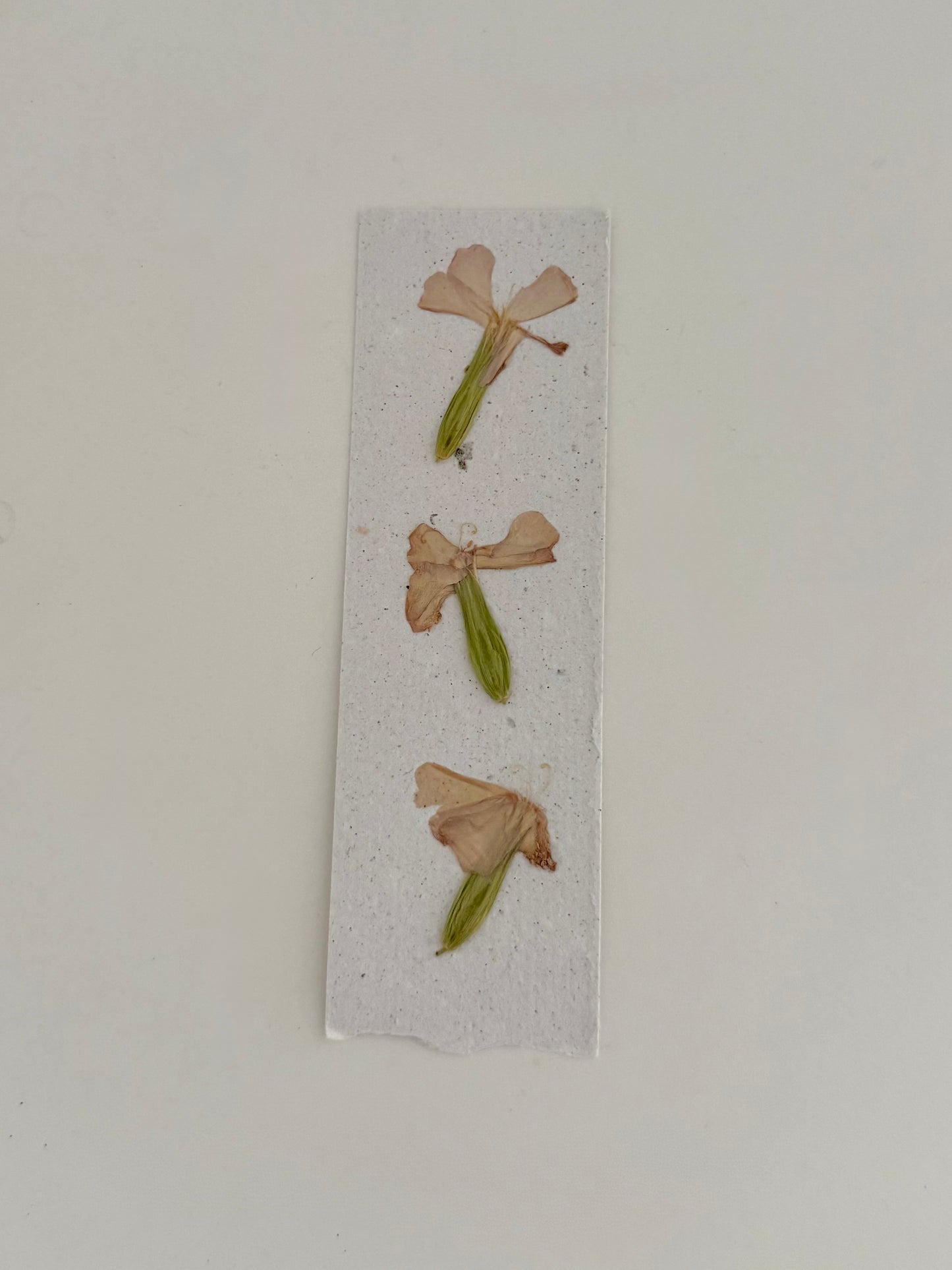 Plantable Bookmark - Rosey