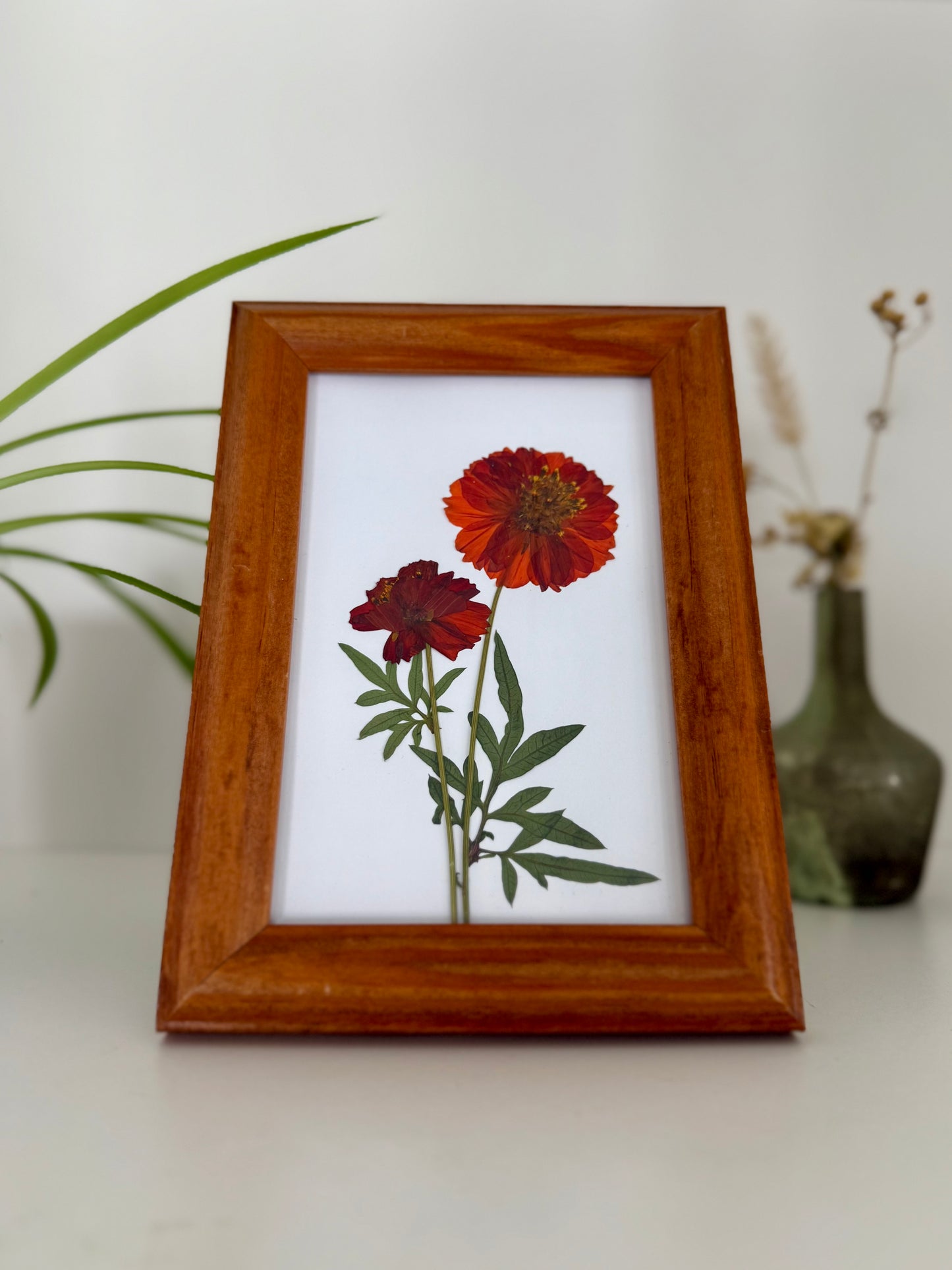 Sulphur Cosmos - Pressed Flower Frame