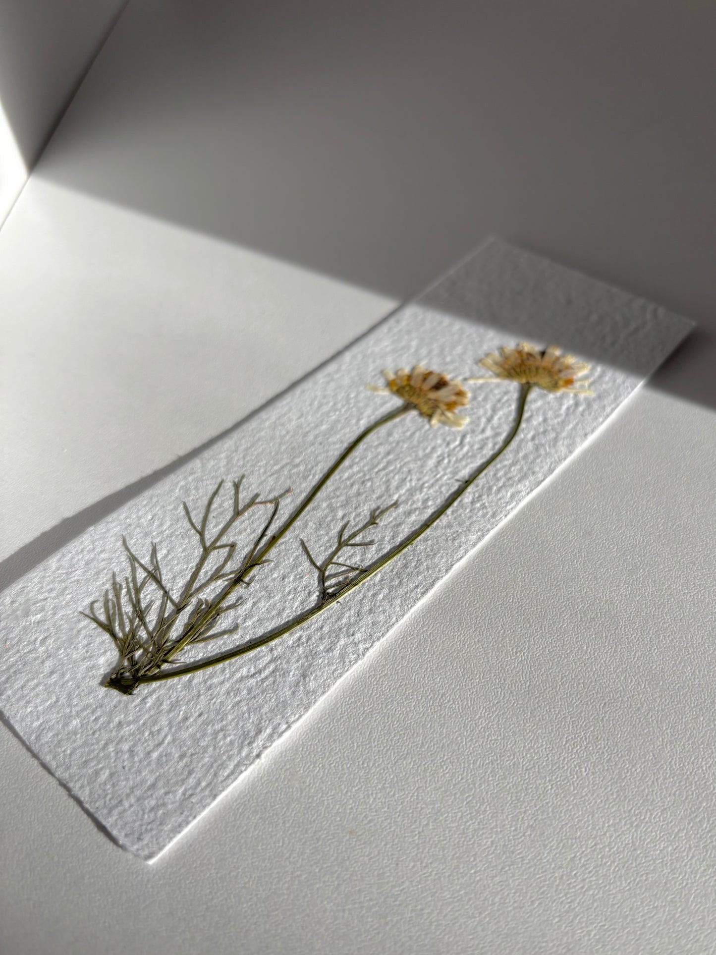 Plantable Bookmark - Wild Daisies