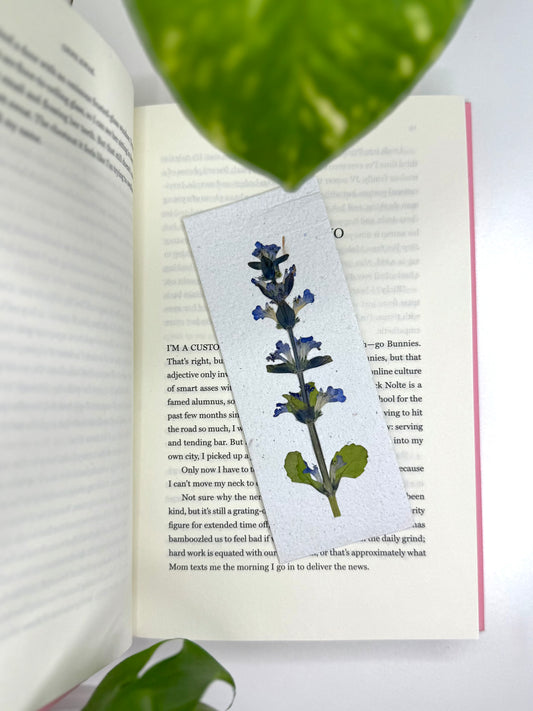 Ajuga - Signet à Planter