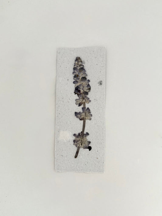 Plantable Bookmark - Bluey