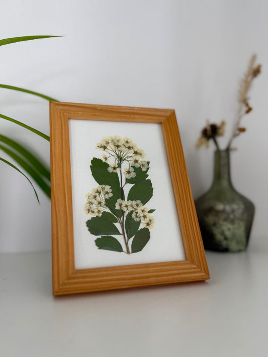 Spirea - Pressed Flower Frame