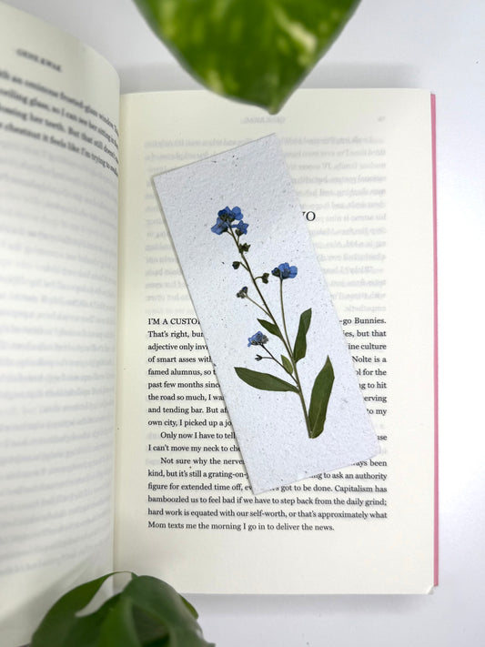 Myosotis - Signet à Planter