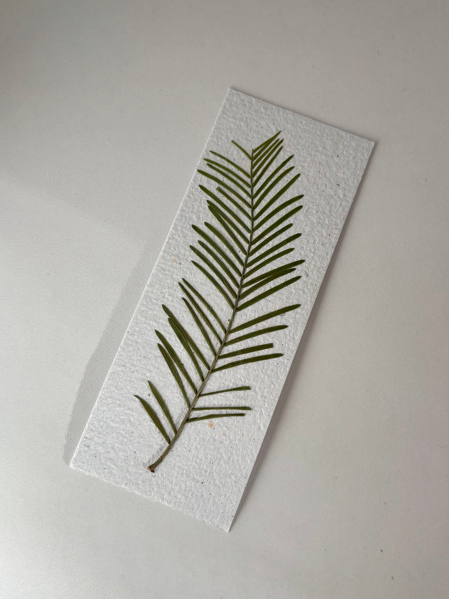 Plantable Bookmark - Fern Inspired