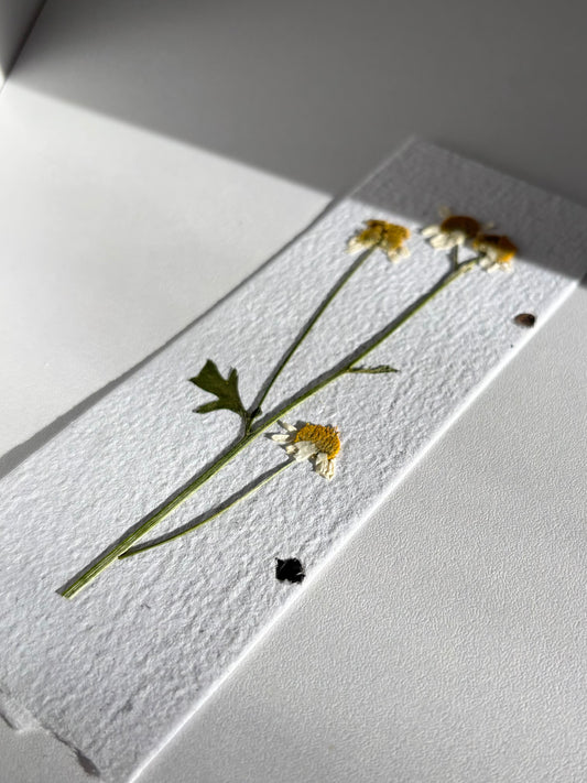 Plantable Bookmark - Camomile