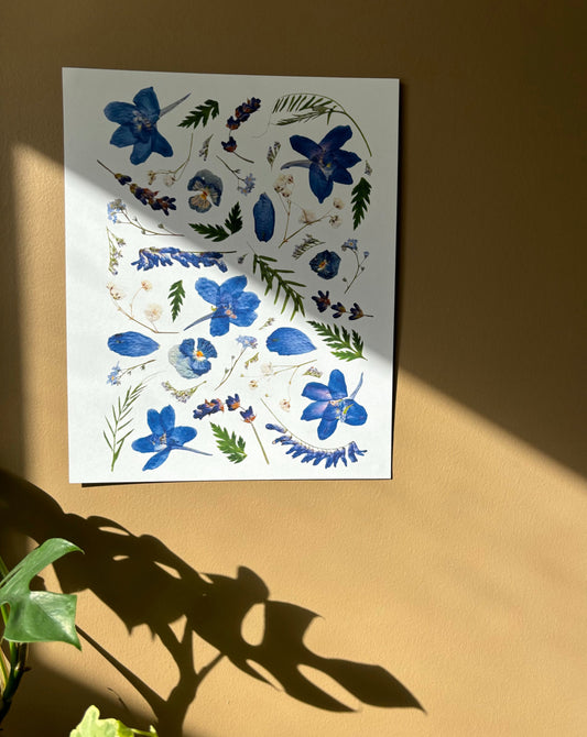 Pressed Flower Print - Delphinium