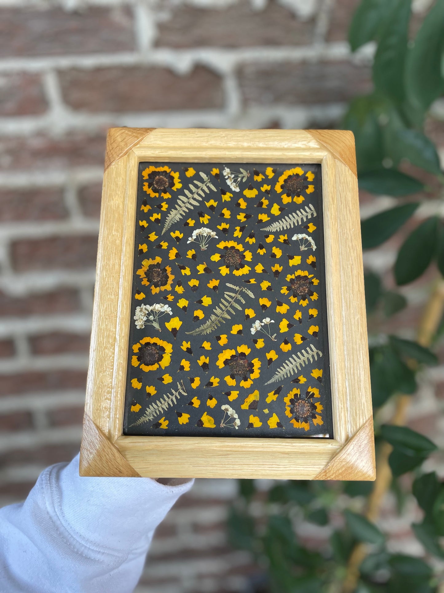 "Coreopsis" Original Pressed Flower Frame